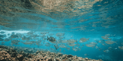 Ressources-marines-et-en-eau-CRSD-envirotech-BIBUS-France